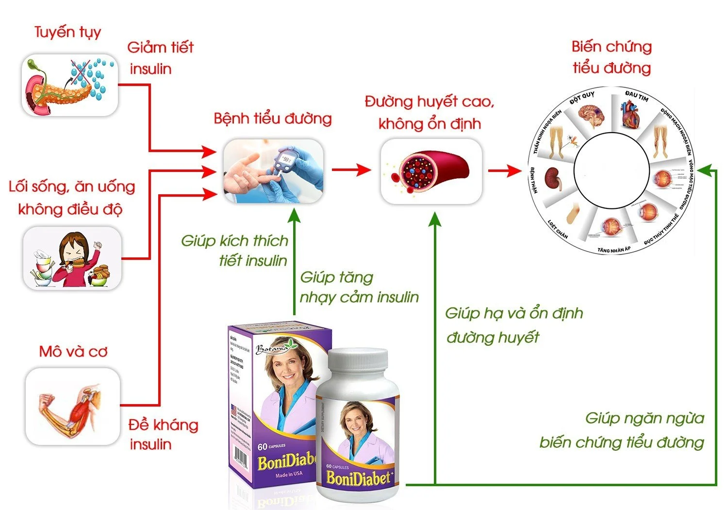 Hình ảnh cơ chế tác dụng của sản phẩm bonidiabet