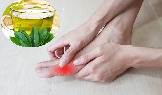 Thực hư hiệu quả cách chữa bệnh gout bằng lá vối tươi theo kinh nghiệm dân gian