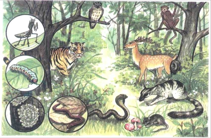 Hổ là một phần quan trọng của hệ sinh thái