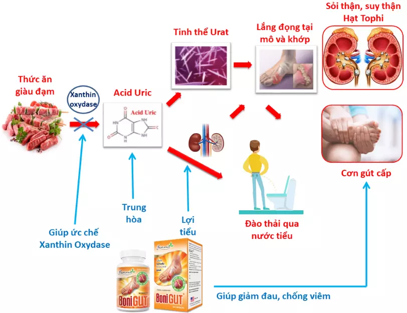 Cơ chế tác dụng của BoniGut +